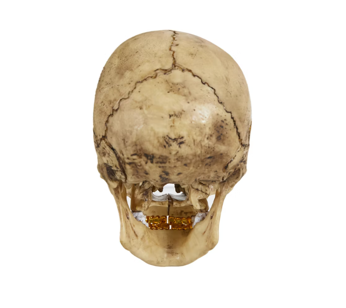 Supreme 4D Model Human Skull